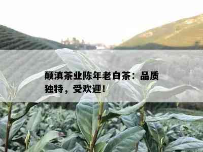 颠滇茶业陈年老白茶：品质独特，受欢迎！