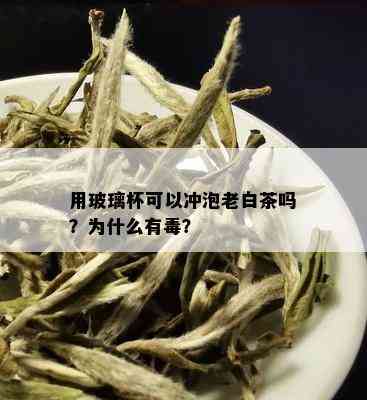 用玻璃杯可以冲泡老白茶吗？为什么有？