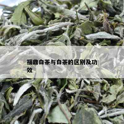 福鼎白茶与白茶的区别及功效