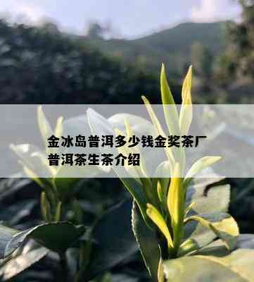 金冰岛普洱多少钱金奖茶厂普洱茶生茶介绍