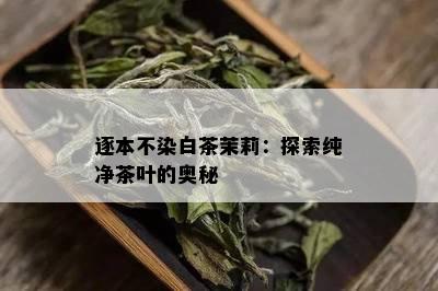 逐本不染白茶茉莉：探索纯净茶叶的奥秘