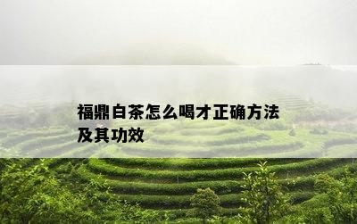 福鼎白茶怎么喝才正确方法及其功效