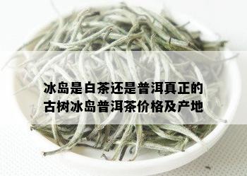 冰岛是白茶还是普洱真正的古树冰岛普洱茶价格及产地