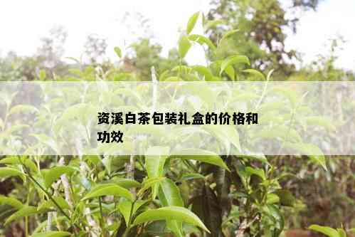 资溪白茶包装礼盒的价格和功效