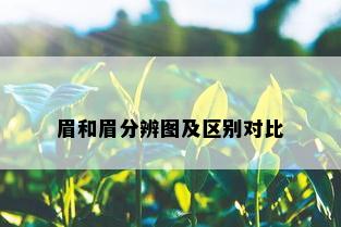 眉和眉分辨图及区别对比