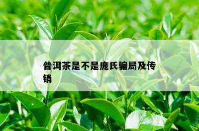 普洱茶是不是庞氏骗局及传销