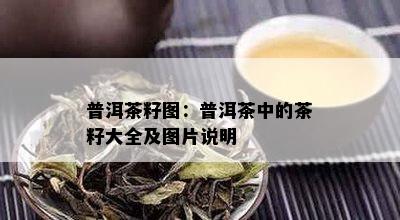 普洱茶籽图：普洱茶中的茶籽大全及图片说明