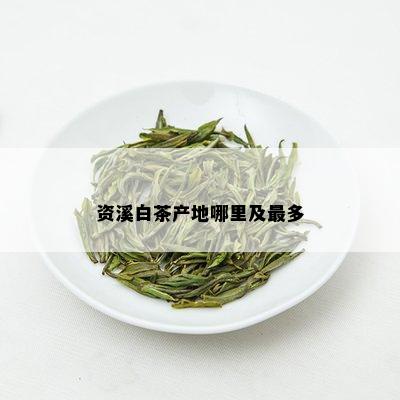 资溪白茶产地哪里及最多