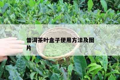 普洱茶叶盒子使用方法及图片