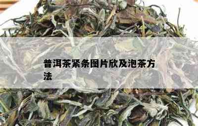 普洱茶紧条图片欣及泡茶方法