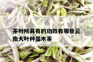 茶叶所具有的功效有哪些云南大叶种是木茶