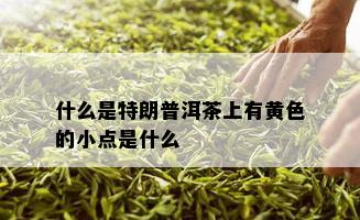 什么是特朗普洱茶上有黄色的小点是什么