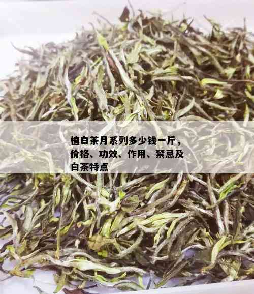 植白茶月系列多少钱一斤，价格、功效、作用、禁忌及白茶特点