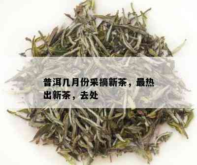 普洱几月份采摘新茶，最热出新茶，去处