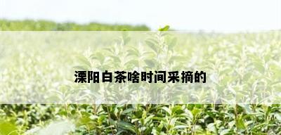 溧阳白茶啥时间采摘的