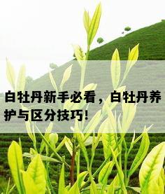 白牡丹新手必看，白牡丹养护与区分技巧！