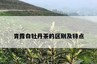 青露白牡丹茶的区别及特点