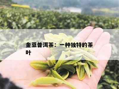 金豆普洱茶：一种独特的茶叶