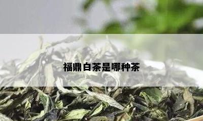 福鼎白茶是哪种茶