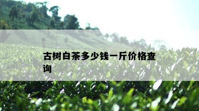 古树白茶多少钱一斤价格查询