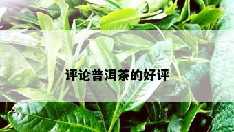 评论普洱茶的好评