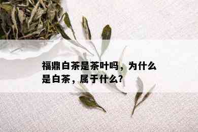 福鼎白茶是茶叶吗，为什么是白茶，属于什么？