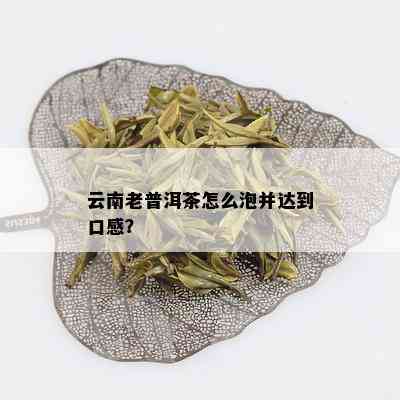 云南老普洱茶怎么泡并达到口感？