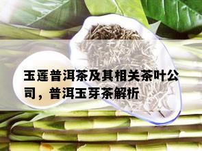 玉莲普洱茶及其相关茶叶公司，普洱玉芽茶解析