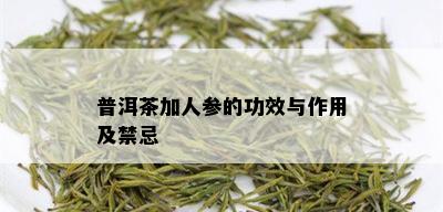 普洱茶加人参的功效与作用及禁忌