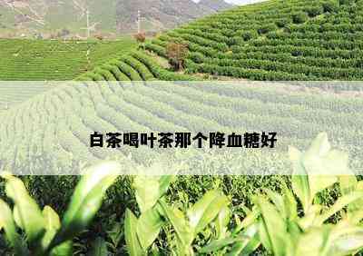 白茶喝叶茶那个降血糖好