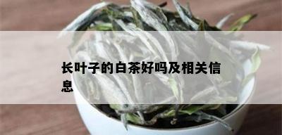 长叶子的白茶好吗及相关信息