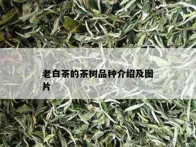 老白茶的茶树品种介绍及图片