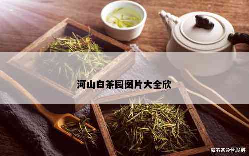 河山白茶园图片大全欣