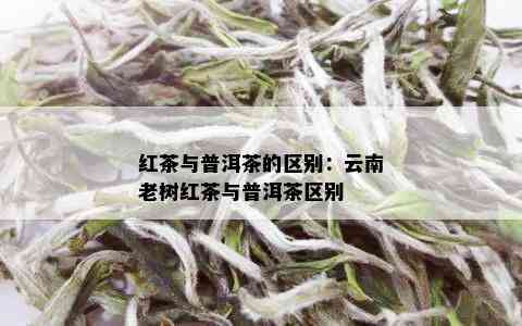 红茶与普洱茶的区别：云南老树红茶与普洱茶区别