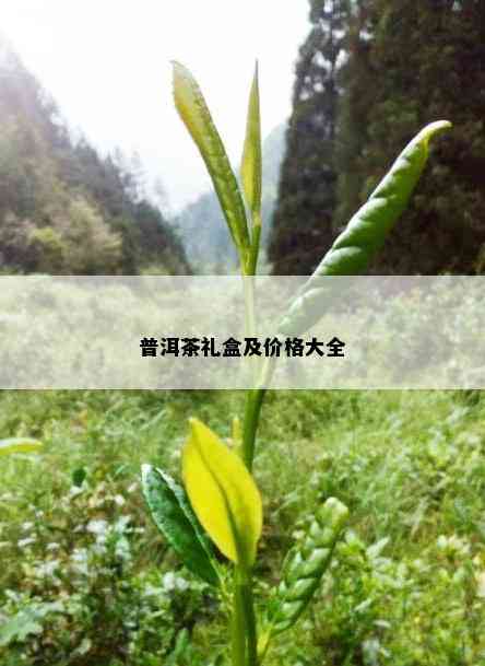 普洱茶礼盒及价格大全