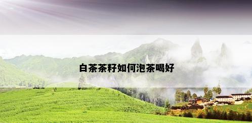 白茶茶籽如何泡茶喝好