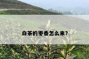 白茶的枣香怎么来?