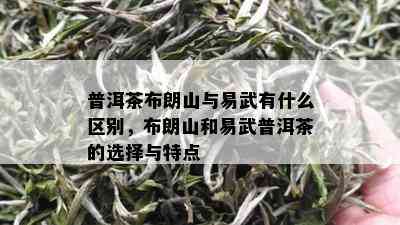 普洱茶布朗山与易武有什么区别，布朗山和易武普洱茶的选择与特点