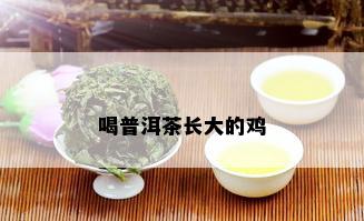 喝普洱茶长大的鸡