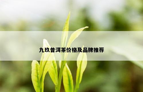 九玖普洱茶价格及品牌推荐