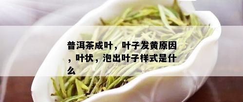 普洱茶成叶，叶子发黄原因，叶状，泡出叶子样式是什么