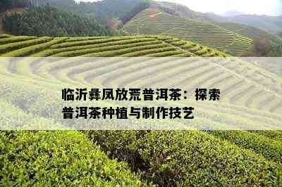 临沂彝凤放荒普洱茶：探索普洱茶种植与制作技艺