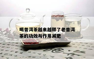 喝普洱茶越来越胖了老普洱茶的功效与作用减肥