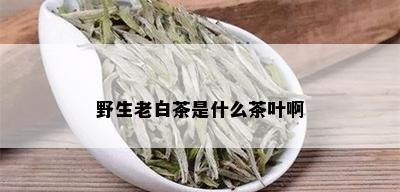 野生老白茶是什么茶叶啊