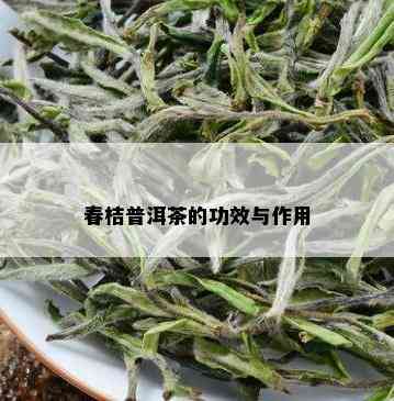 春桔普洱茶的功效与作用