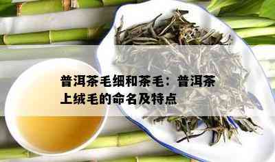 普洱茶毛细和茶毛：普洱茶上绒毛的命名及特点