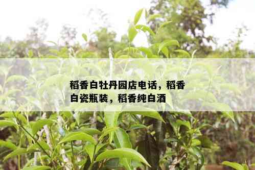 稻香白牡丹园店电话，稻香白瓷瓶装，稻香纯白