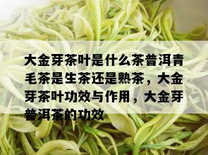 大金芽茶叶是什么茶普洱青毛茶是生茶还是熟茶，大金芽茶叶功效与作用，大金芽普洱茶的功效