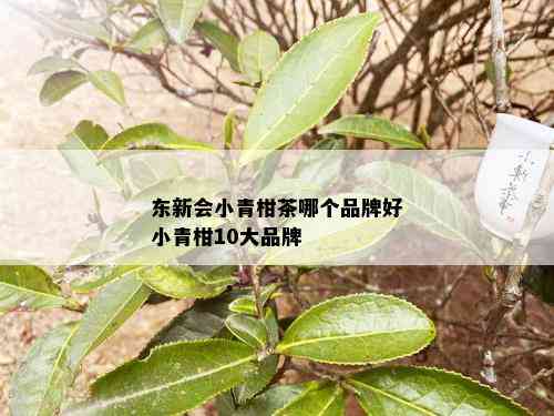 东新会小青柑茶哪个品牌好小青柑10大品牌