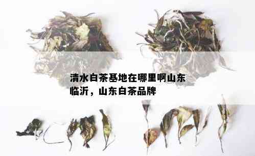 清水白茶基地在哪里啊山东临沂，山东白茶品牌